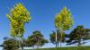 6 tipos de árvores de bordo que você pode encontrar na sua propriedade