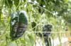 Οι 25 καλύτεροι τύποι πιπεριών για αρχάριους κηπουρούς για καλλιέργεια