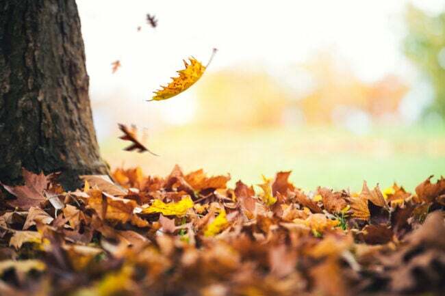 Closeup de folhas de outono caindo em uma pilha no chão ao redor de um tronco de árvore