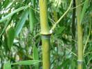 Wie man Bambus anbaut