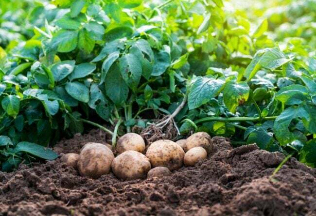 Plantas de patata y patatas.