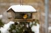 Хранене на птици през зимата? Следвайте тези 5 съвета