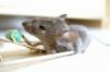 Los mejores venenos para ratas para el control de plagas en el hogar