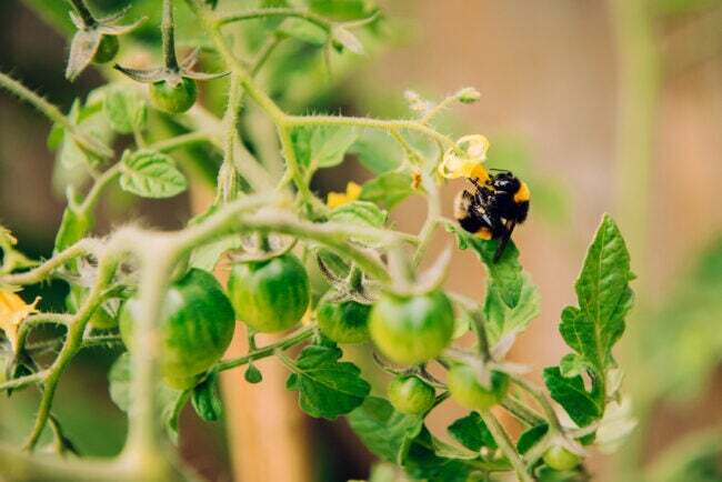melnā un dzeltenā bite, kas savāc ziedputekšņus no tomātu auga