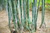 Kako se znebiti bambusa na svojem dvorišču