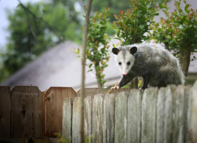 Gli opossum mangiano le zecche