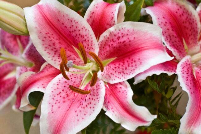 close-up na flor rosa e branca do lírio stargazer 