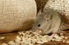 Cómo deshacerse de los ratones para siempre en 14 pasos
