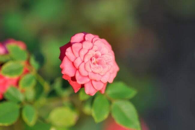 iStock-1453695014 मिनीटोर गुलाब को जीवित रखने के लिए सबसे कठिन घरेलू पौधे सिंगल मिनिएचर गुलाब ऑन बुश