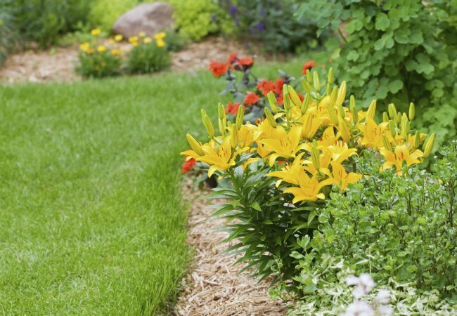 Talajtípusok - A krétás talaj jó a liliomok számára