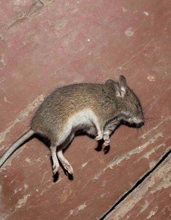 Geur van dode muizen