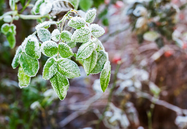 Hvordan beskytte planter mot frost