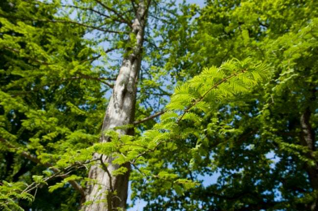 Alba albero di sequoia con tronco alto 