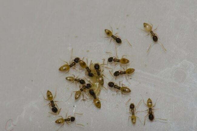 მოჩვენება ჭიანჭველების ჯგუფი