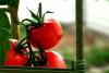 Les meilleures cages à tomates pour 2021