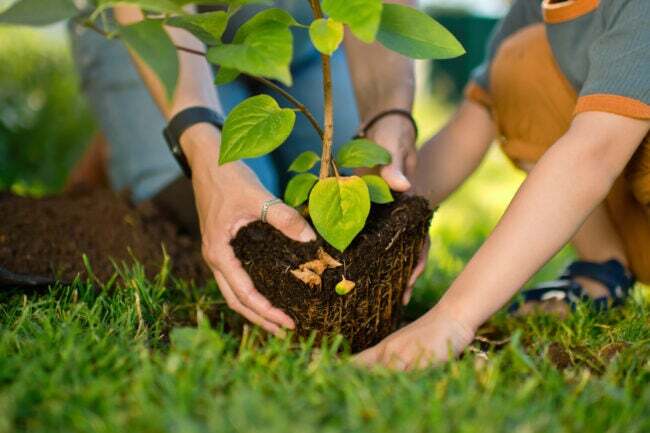 Cómo NO plantar un árbol en el Día del Árbol