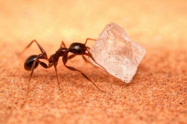 איך להיפטר מנמלים סוכר