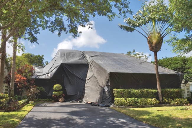 l'assicurazione per i proprietari di abitazione copre i danni causati dalle termiti_4