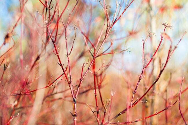 Ein Hartriegelstrauch im Spätherbst mit auffälligen roten Zweigen.