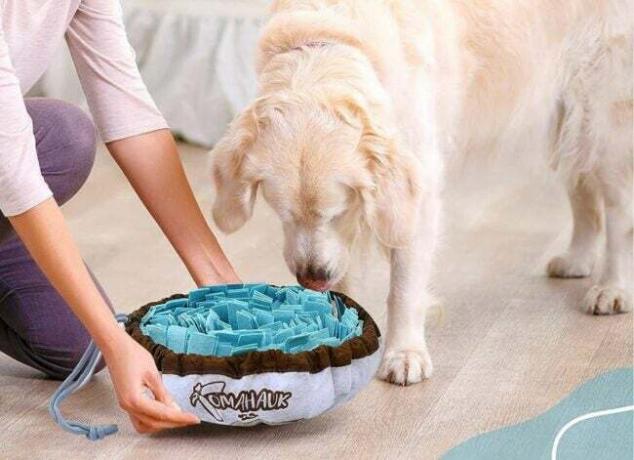 Auksaspalvis retriveris naudojant TOMAHAUK snuffle kilimėlį šunims