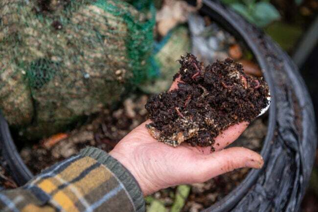 Persoon die een handvol compost vasthoudt met wormen erin