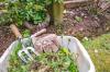 5 cose da fare con le erbacce dopo averle strappate