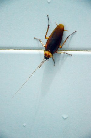 Como se livrar dos insetos aquáticos - no banheiro