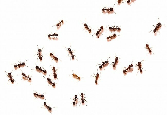 საგაზაფხულო მავნებლების კონტროლი - ჭიანჭველები