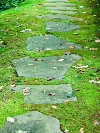 לוחות אבן גדולים של שביל רגלי במדשאת אזוב ירוקה בוהקת
