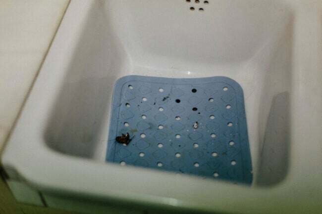バスルームの小さな黒い虫.