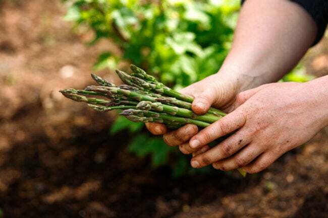 kaip auginti šparagus