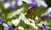 Bob Vila Radyo: Kelebek Bahçeleri
