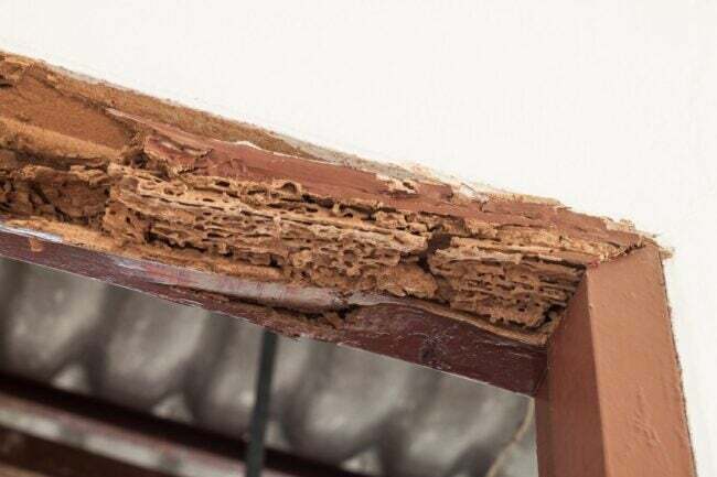 Costo de reparación de daños por termitas