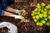 Malčiranje vrta: 7 stvari koje treba i ne treba za najbolje rezultate