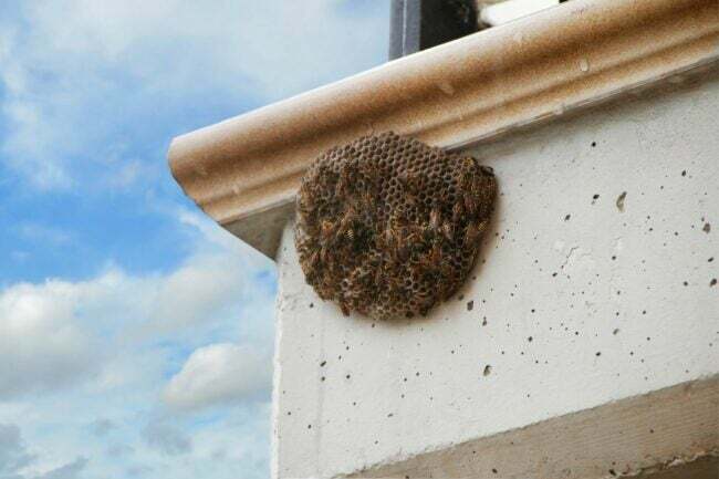 Hornet Nest -poistokustannukset