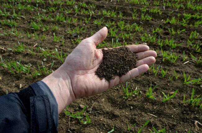 iStock-1390084173 висотне садівництво, тестування ґрунту в руках, щоб перевірити, чи підходить він для вирощування