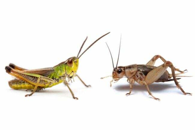 Cricket vs. Gresshoppe