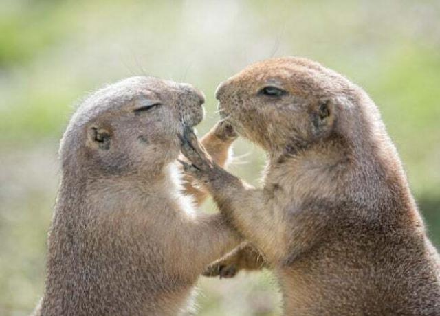 pasangan groundhog-hari-sejarah-dua-groundhog