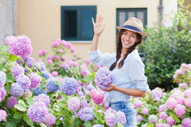 mujer con sombrero de paja parada en el jardín de hortensias moradas y rosas saludando al vecino