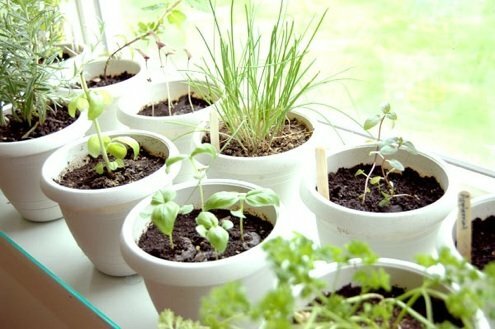 Tumbuh Herbal Di Dalam Ruangan - Kebun Ramuan Pot