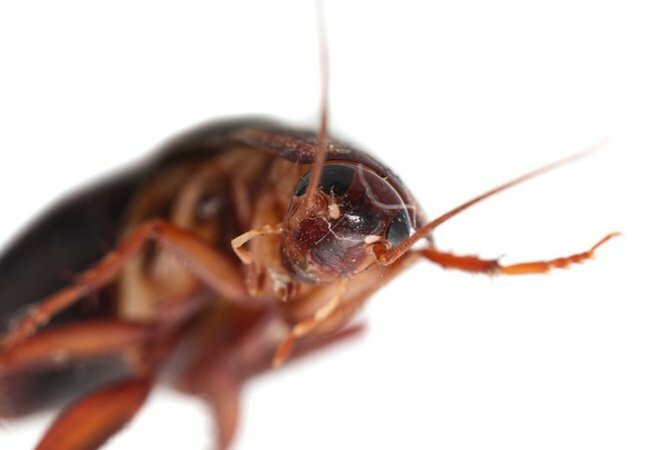 Jarní hubení škůdců - švábi