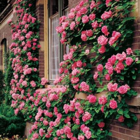 Rožnate plezalne vrtnice na opečni steni