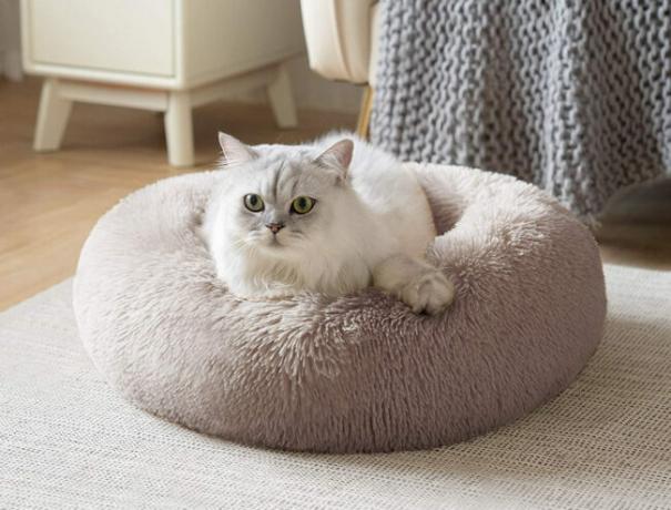Nejlepší možnosti pro kočičí postele