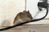 Koľko stojí deratizátor myší? (2023)