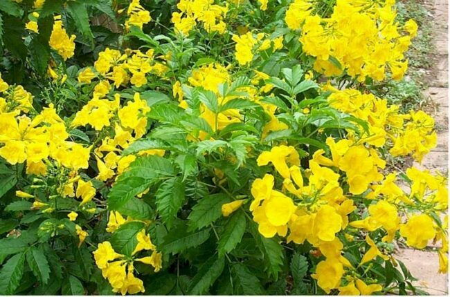 ყვითელი ყვავილები მონოქრომატული ბაღები