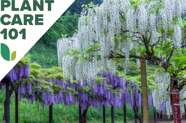 wisteria-kasvien hoito 101 - kuinka kasvattaa wisteriaa