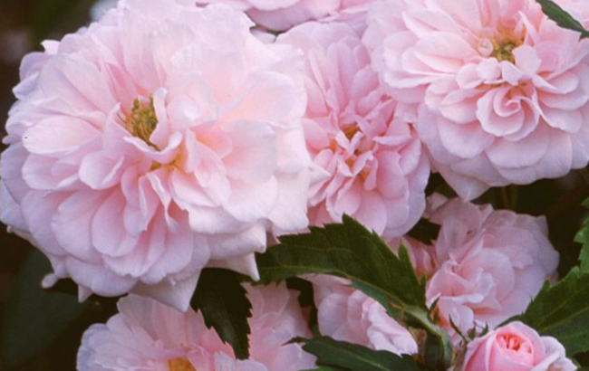 ვარდისფერი ყვავილები მონოქრომატული ბაღები