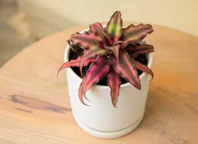 En pottejordstjerneplante til et terrarium på et lille bord.