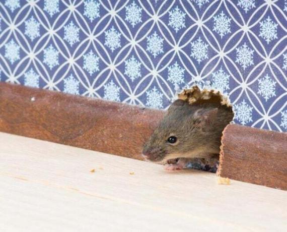 איך להיפטר מעכברים