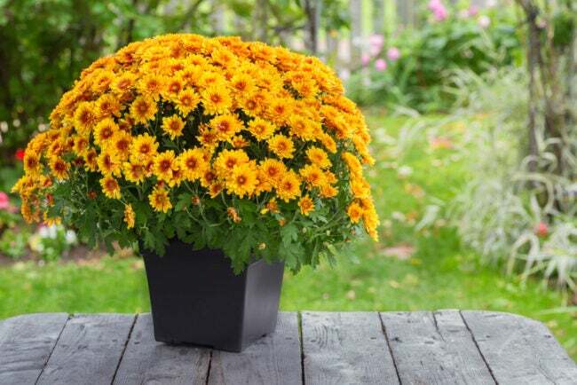 ouseplants-dust-orange-chrysanthemum-plant-in-black-lonec-on-wood-table-outdoors